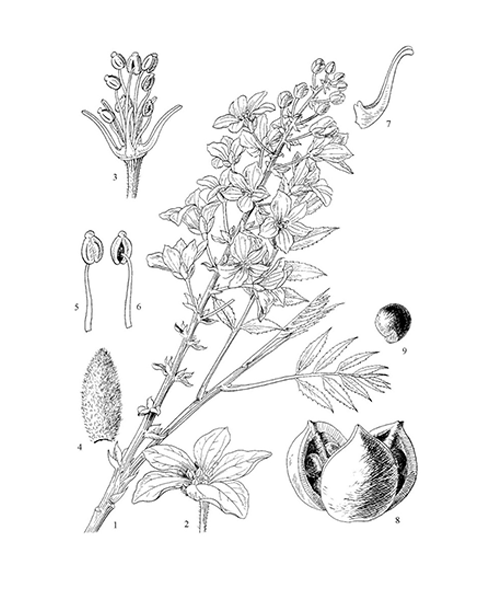 Natural compounds from  Xanthoceras sorbifolium